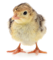 Turkey chick isolated on white background close up