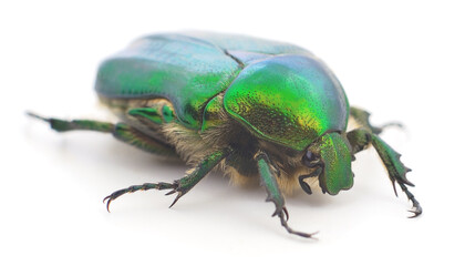 Green scarab beetle isolated on white background macro close up