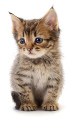 Cute tabby kitten isolated on white background