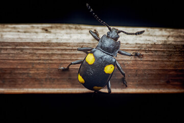 Macro shot of a black beetle with yellow spots on a wooden surface