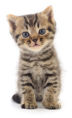 Cute tabby kitten isolated on white background