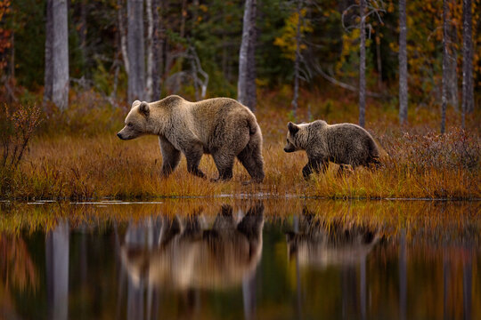Autumn wildlife, nature in Europe. Bear walk in orange red forest. Autumn trees with bear. Beautiful brown bear walking around lake with fall colours. Bear - mother and young cub.