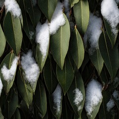 Eucalyptus Foliage with Snowfall Creates a Wonderful Winter Impression Fresh Verdant Botanical Texture Macro Photography