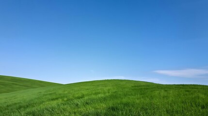 Naklejka premium green grass and blue sky