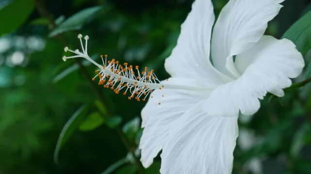 Stunning white and green caladium leaf with intricate vein pattern in tropical garden foliage background