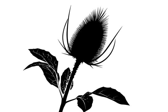 Silhouette Teasel Flower | Clean, isolated vector art for creative projects.