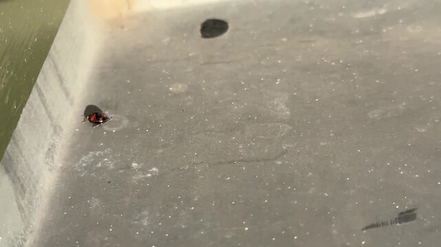 EIn Insekt, Marienk&auml;fer, krabbelt auf dem blech in der Sonne.