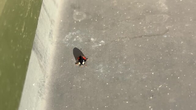 EIn Insekt, Marienk&auml;fer, krabbelt auf dem blech in der Sonne.