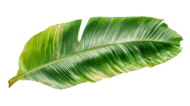 A vibrant green banana leaf with detailed veins isolated on transparent background - Powered by Adobe