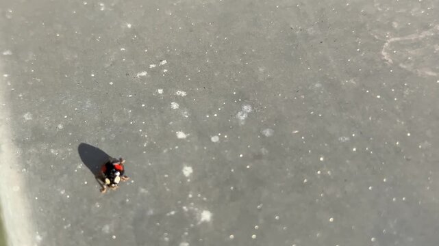 EIn Insekt, Marienk&auml;fer, krabbelt auf dem blech in der Sonne.