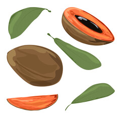 Set Mamey Sapote Fruit with leaves