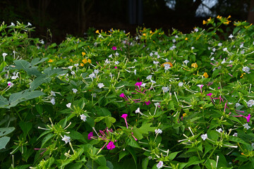オシロイバナの群生