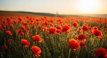 Describe the main subject (field of poppies), including the flowers