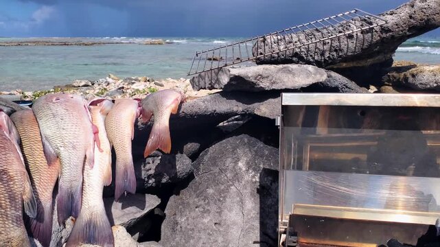Pan rigt shot of bounty of freshly caught snapper fish resting on black rocks over turquoise sea. Sustainable fishing