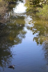 Ducks are swimming in the calm lake.잔잔한 호수에 오리가 헤엄을 치고있습니다.