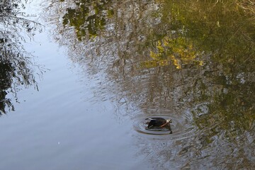 Ducks are swimming in the calm lake.잔잔한 호수에 오리가 헤엄을 치고있습니다.