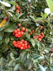 holly berries on a branch