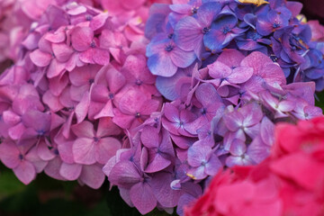 Fototapeta premium Hydrangea blooming. Blue, purple and pink heads of hydrangea flower petals. Beautiful Garden. Landscaping trend. Shrubbery blooms in the backyard. Scenic of nice landscaped. Green home design. Closeup
