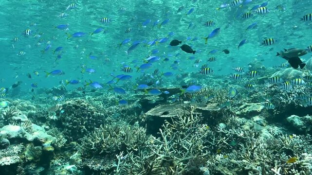 Reef scenic with Indo-pacific sergeant fishes, Abudefduf vaigiensis, Raja Ampat Indonesia.