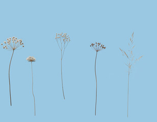 Minimalist Dried Wildflowers and Grasses on Pastel Blue Background