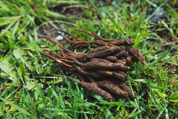 Chinese Caterpillar Fungus in China