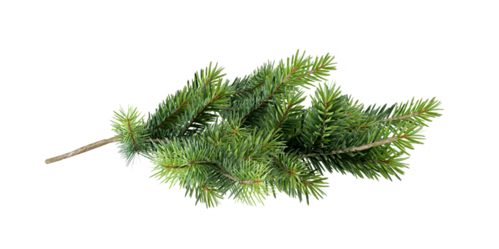 christmas tree branch isolated on white