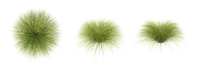 Sedge bush isolated transparent background 3d rendering pack PNG
