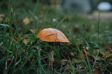 edible mushroom with red cap in the garden