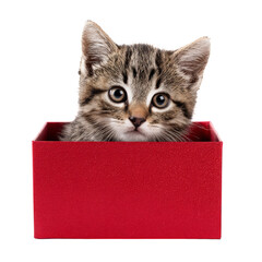 Cute Kitten Peeking out From a Small Red Box During a Playful Afternoon at Home