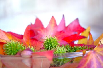 Still mit Herbstlaub