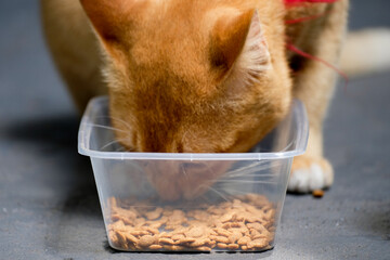 The orange cat is eating outside the house