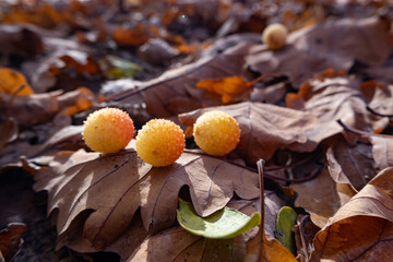 Oak gall on dry oak leaves in an autumn forest
