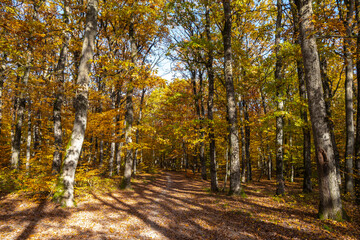 A dirt road covered with fallen dry leaves in an autumn forest