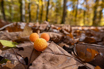 Oak gall on dry oak leaves in an autumn forest