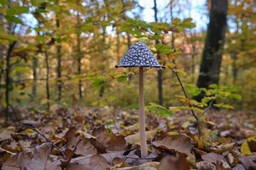 Close-up of the inedible mushroom Coprinus picaceus in an autumn forest