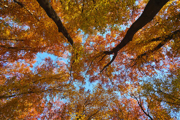 Beech forest in autumn with bright orange foliage, view from below