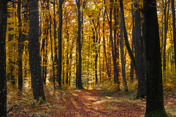 A dirt road covered with fallen dry leaves in an autumn forest