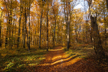 A dirt road covered with fallen dry leaves in an autumn forest