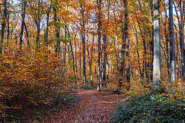 A dirt road covered with fallen dry leaves in an autumn forest