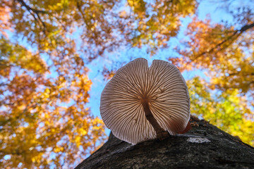 Oudemansiella mucida (porcelain fungus) close-up from below in autumn forest