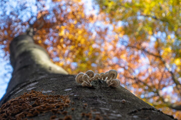 Oudemansiella mucida (porcelain fungus) close-up from below in autumn forest