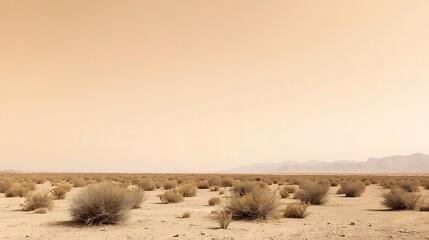 sparse desert shrubs with pale desert sky