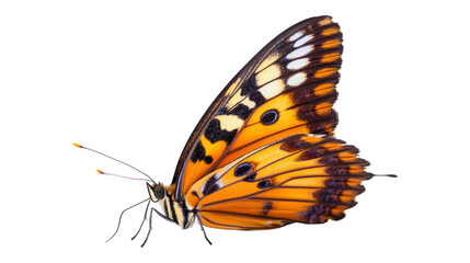 Obraz premium Orange butterfly wing detail isolated on a transparent background
