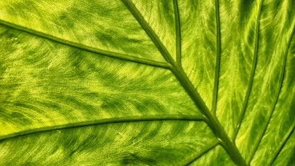 Fototapeta premium green wide plant leaf background