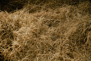 Background, texture. Wheat gold hay in field. Hay prepared for farm animal feed in winter. Stacks dry hay open air fiel. 
