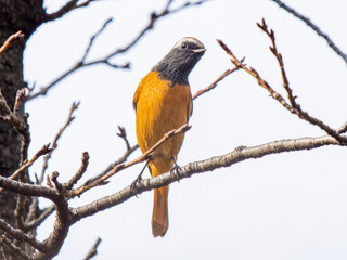 枝にとまるジョウビタキのオス