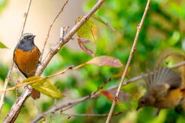 枝にとまるジョウビタキのオス