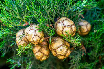 A detailed close-up showing the textured brown cones and evergreen foliage of a Mediterranean cypress tree growing in Italy. 