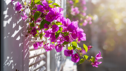 Lush Bougainvillea Blossoms Cascading Beside Window