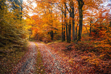 A winding road through a colorful autumn forest displays vibrant orange and yellow leaves. Sunlight filters through the trees, creating a warm and inviting atmosphere as the season changes.